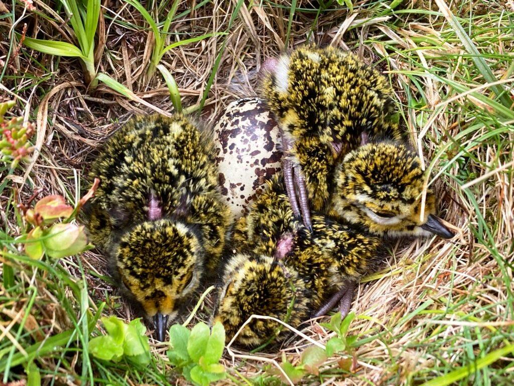 Golden plover