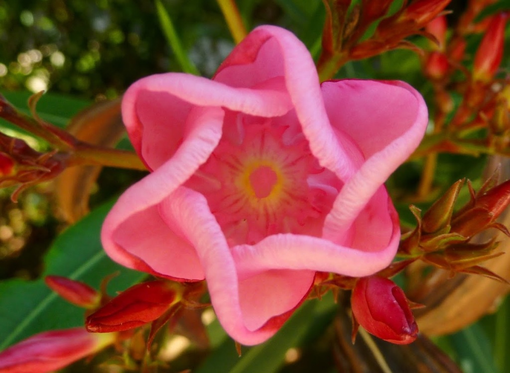 The Oleander upclose