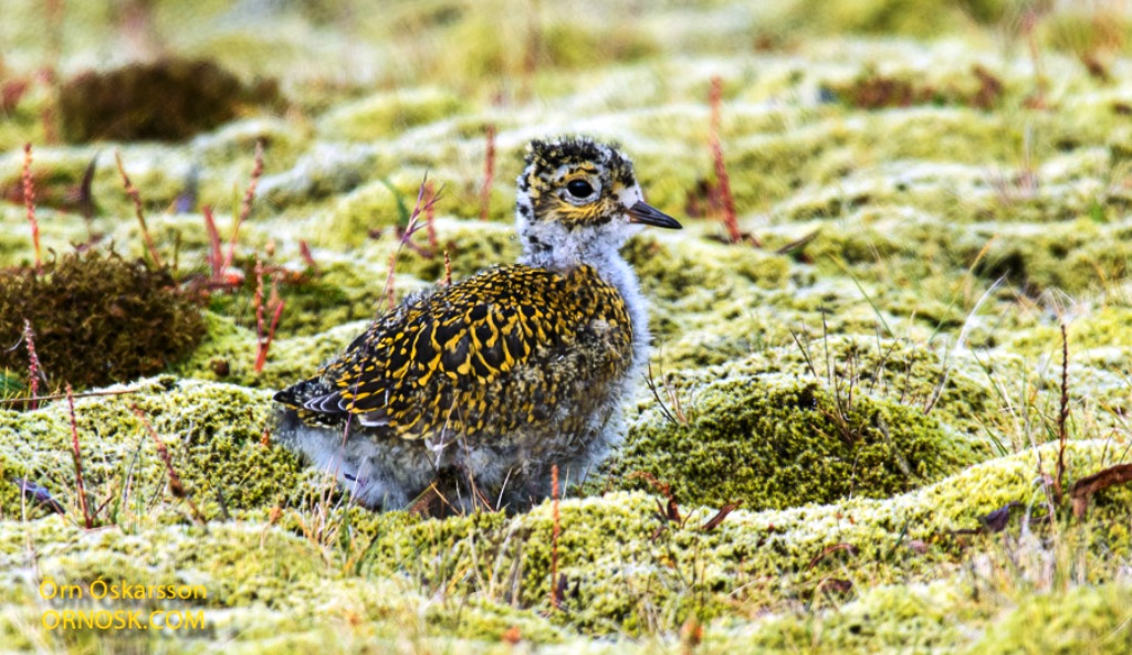 Golden plover