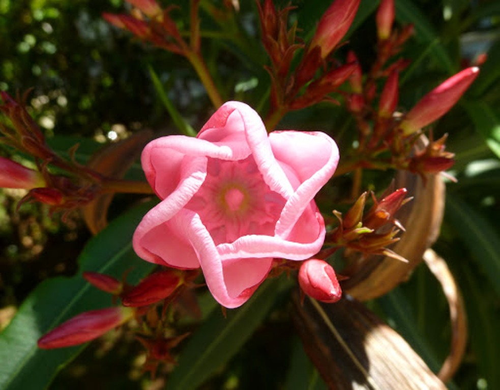 The Oleander upclose