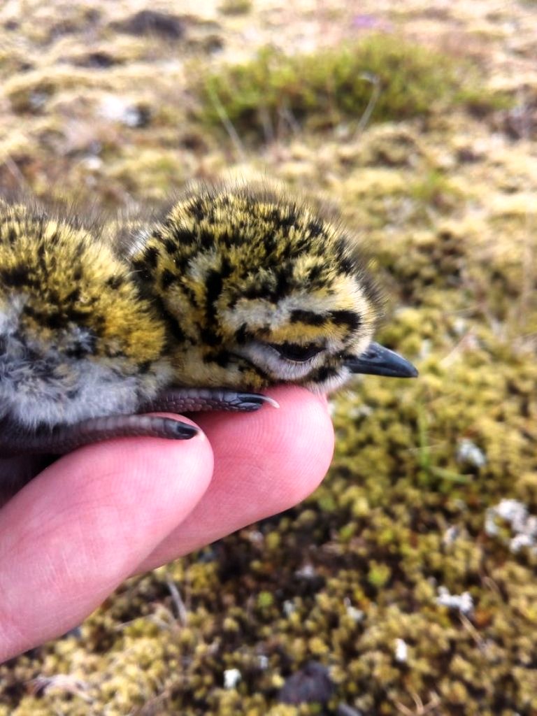 Golden plover