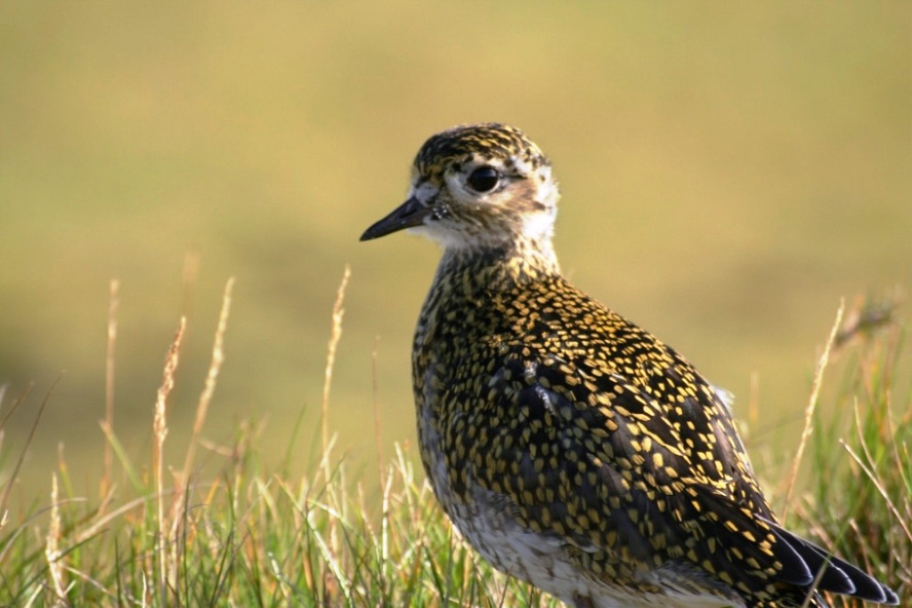 Golden plover