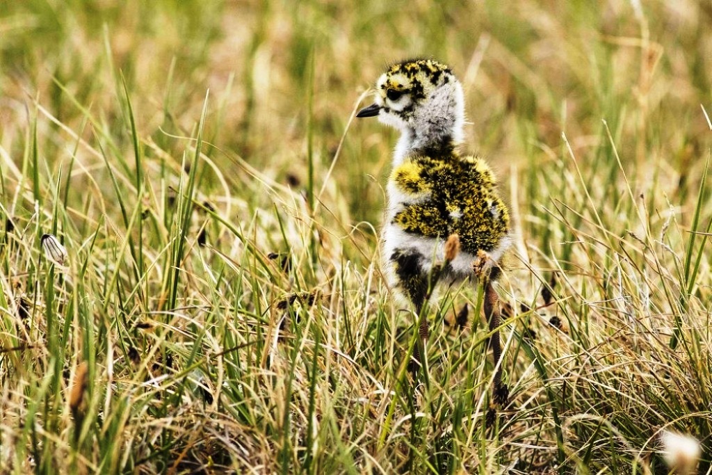 Golden plover chick