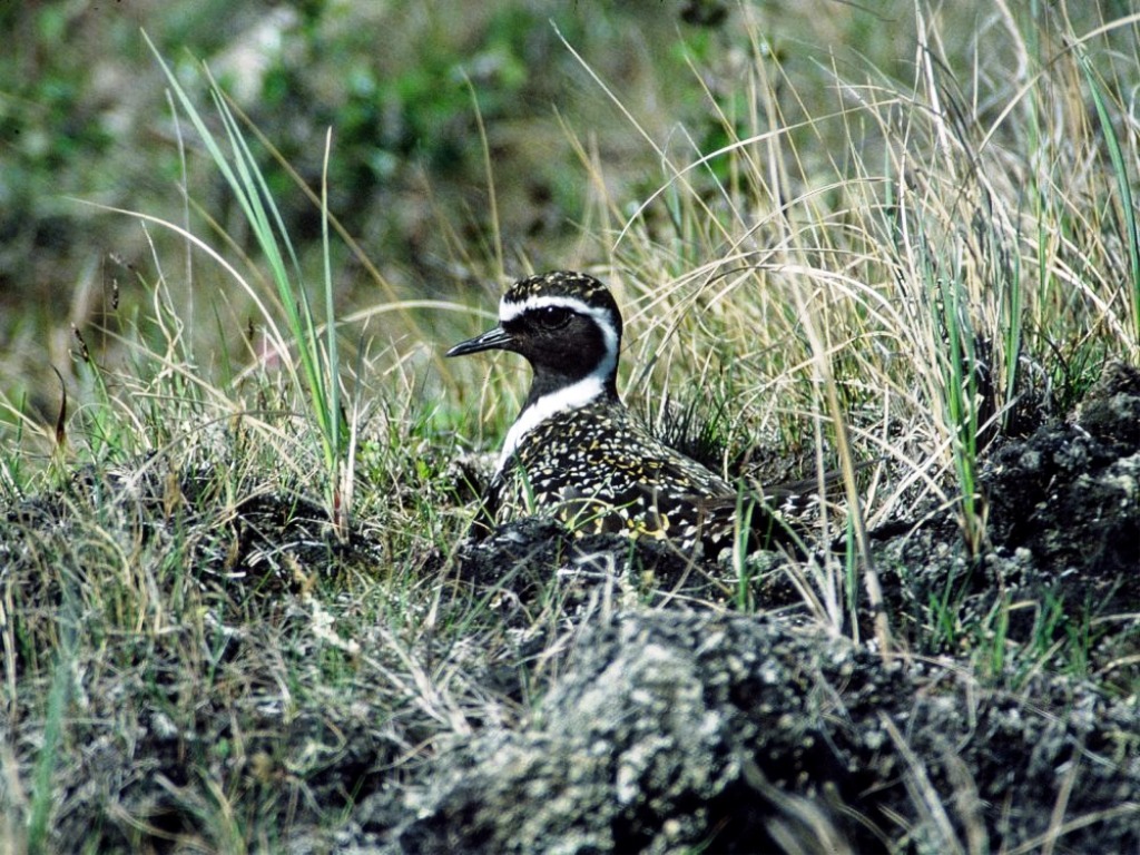 American Golden plover