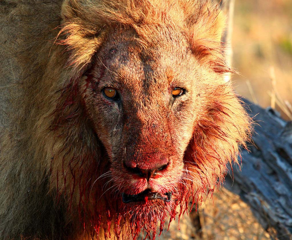 Caçadores de rinocerontes foram mortos e devorados por leões na África do Sul