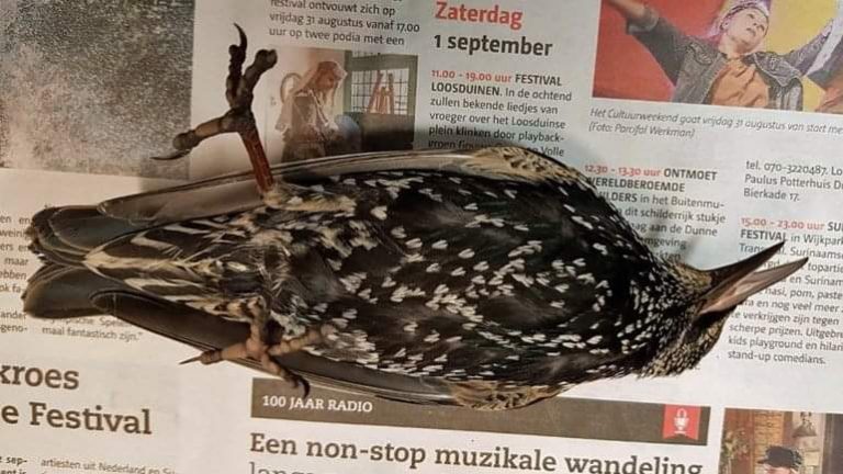 Hundreds Of Birds Dead During 5G Experiment In Netherlands | SELVA- Vida  Sin Fronteras