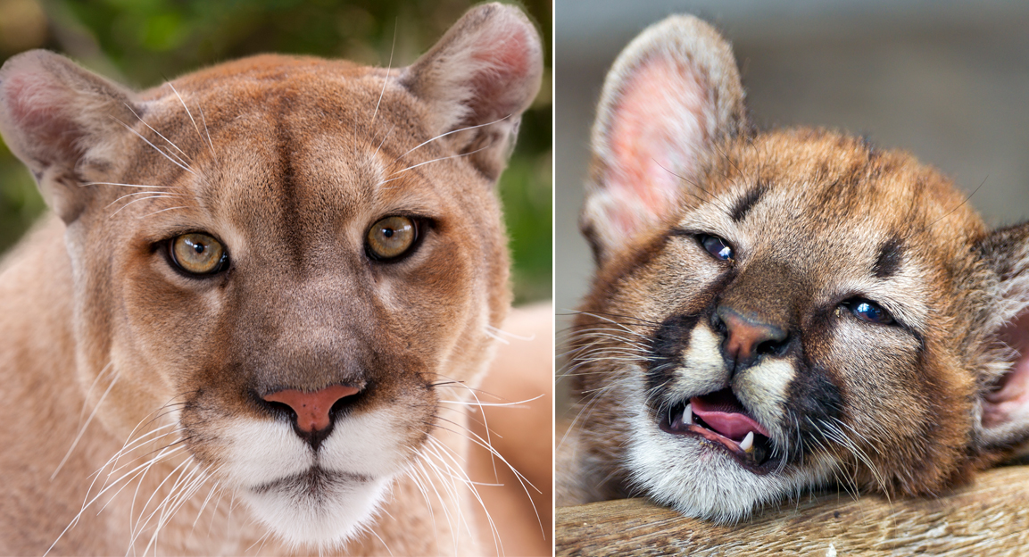 eastern puma pronounced extinct