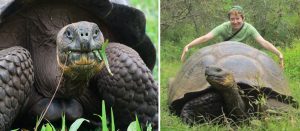 giant tortoise teddy