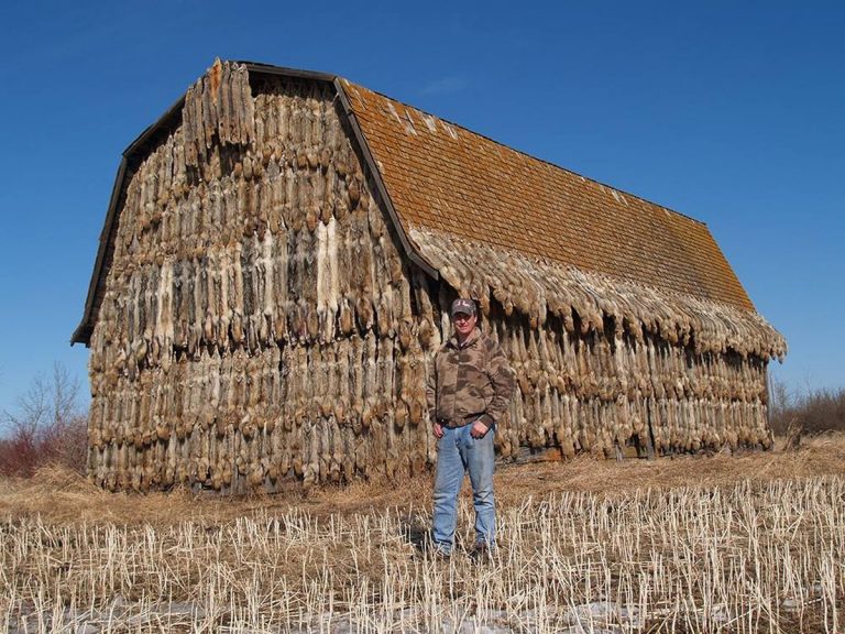 Canadian Hunter Built A House Of Dead Wolves