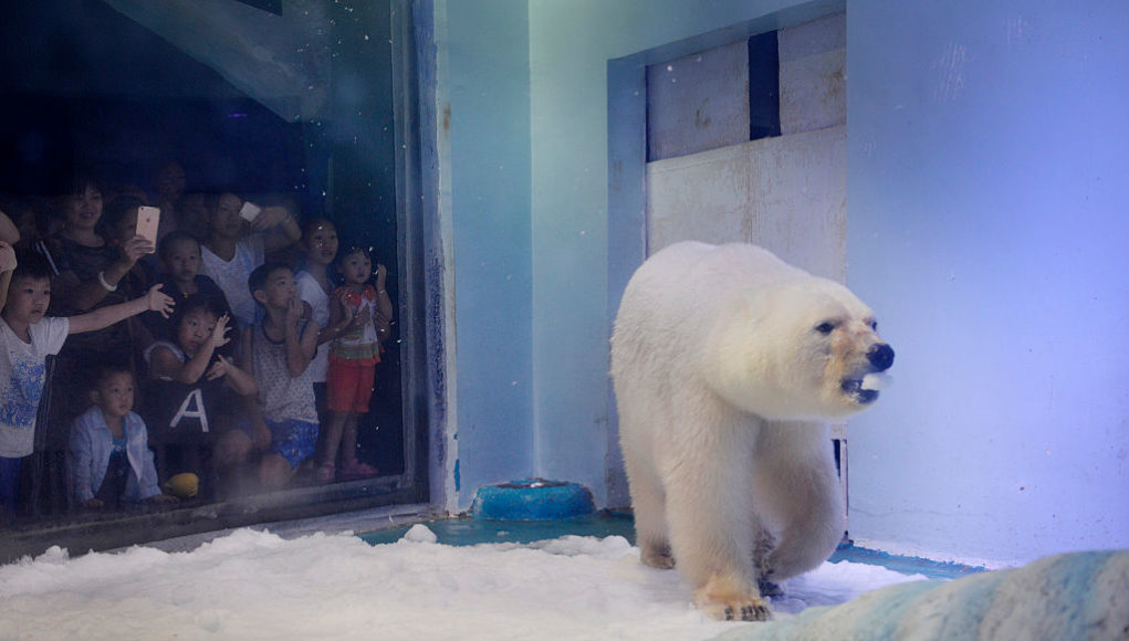 CHINA-ANIMAL-OFFBEAT