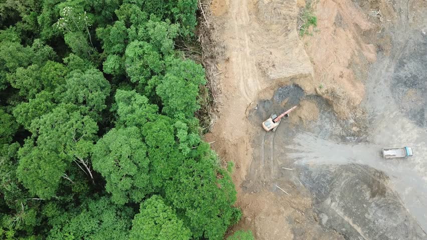 Horrific Video Rainforest Gets Destroyed For Nestle Unilever And Co