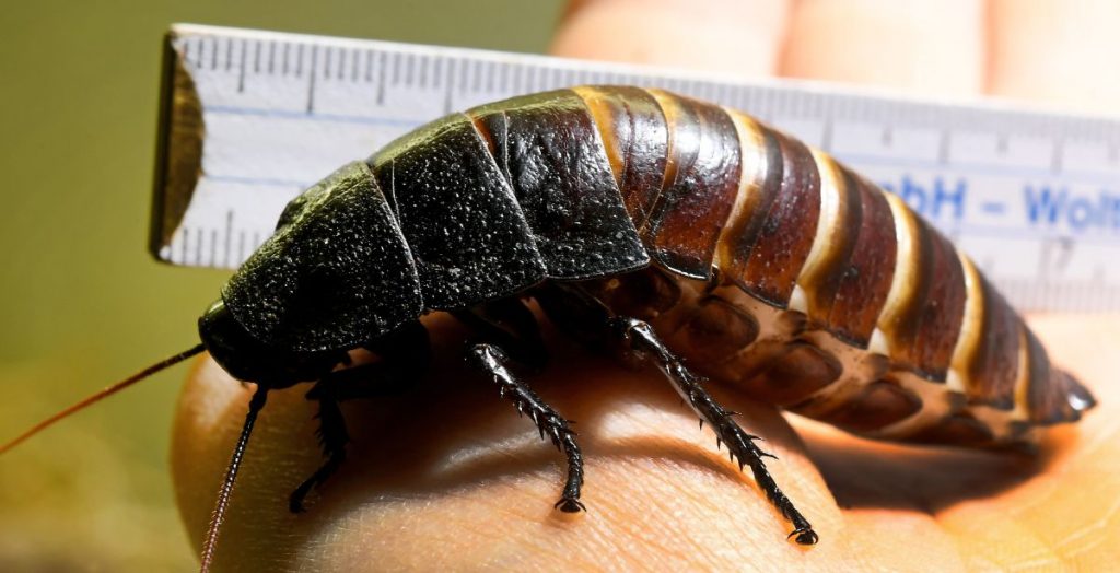 The Cockroach Epidemic Is Coming Rapidly Evolving