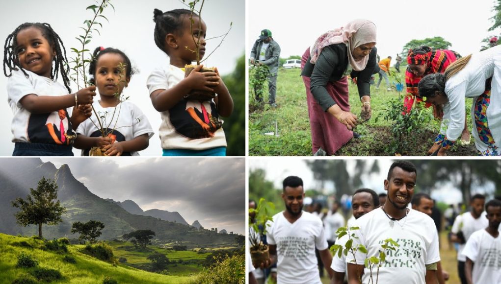 ETHIOPIA-CLIMATE-TREES