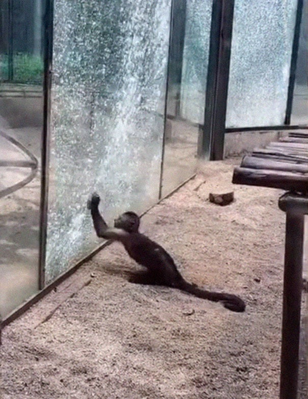 monkey sharpens rock