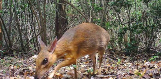 deer mouse