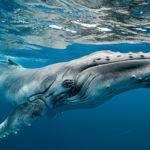 humpback whale