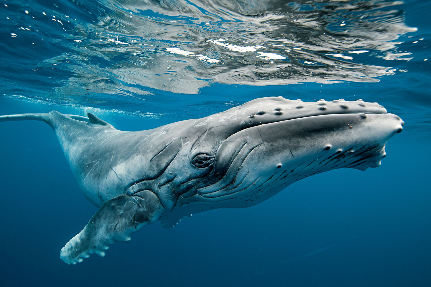 humpback whale