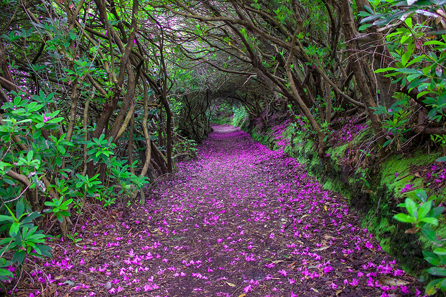 Magical Paths