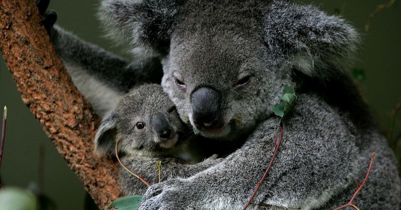 koalas