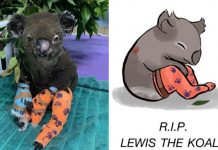 lewis the koala
