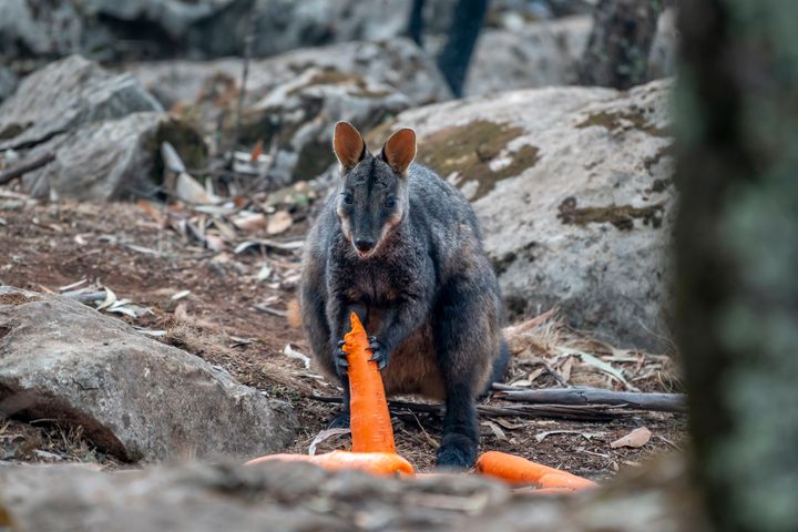 rock wallabies