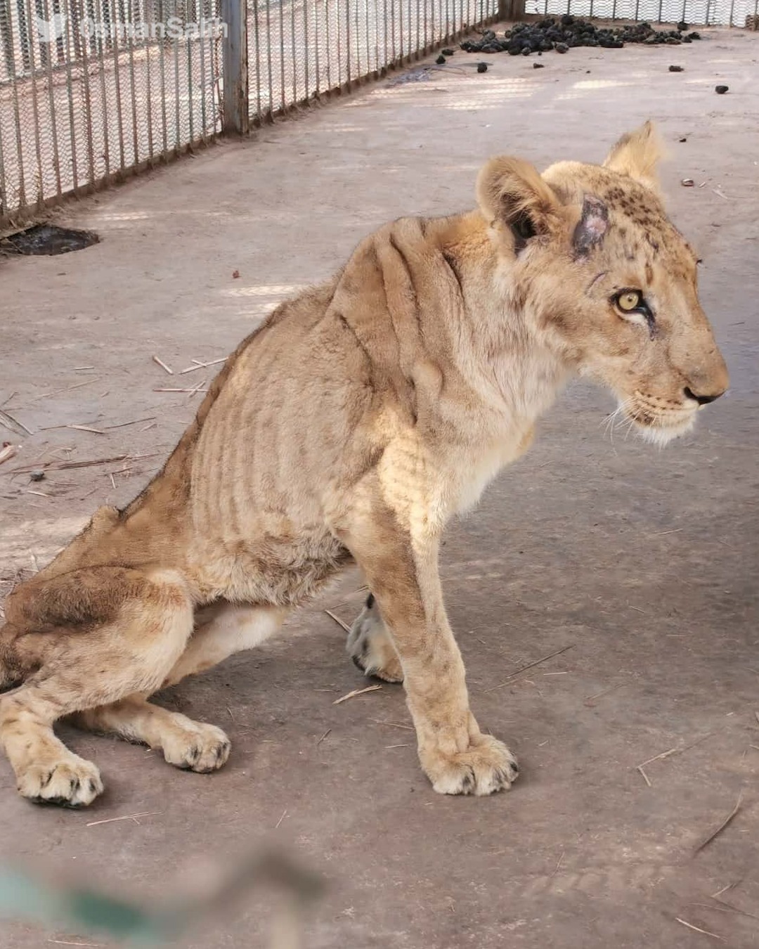 starving African lions