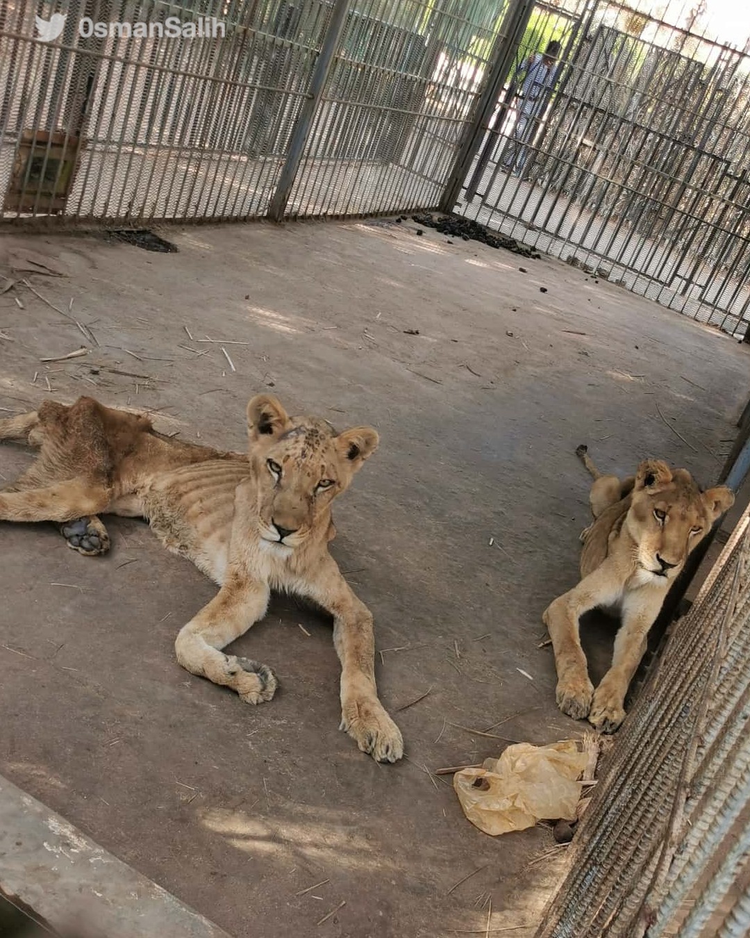 starving African lions