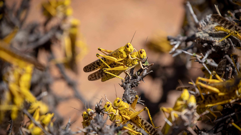 locusts