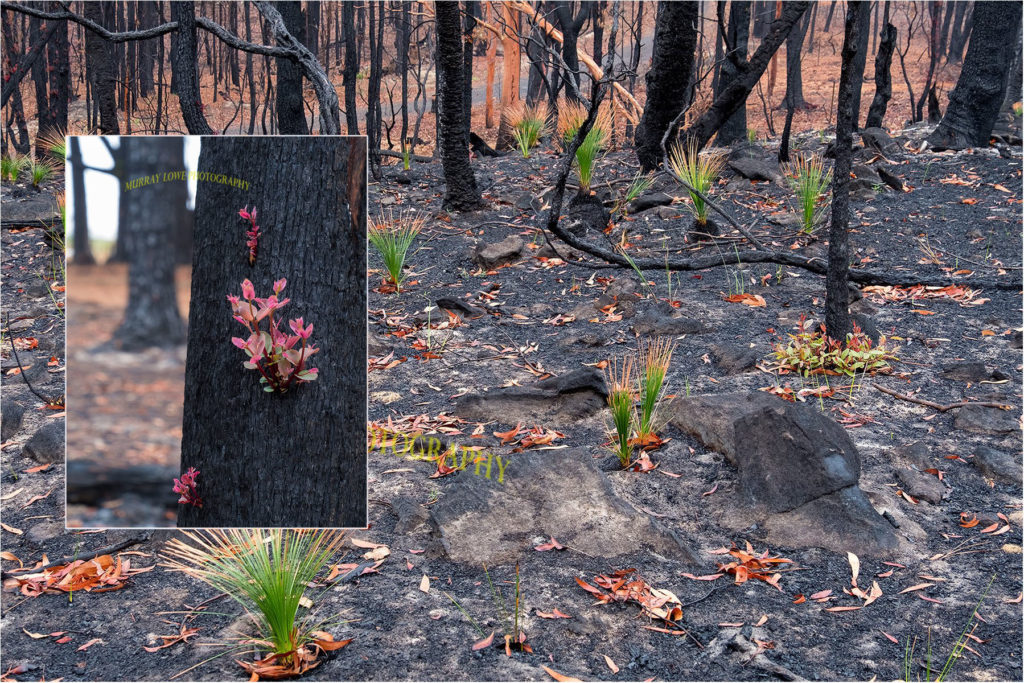 Stunning Images Show Plants in Australia Already Regenerating Across