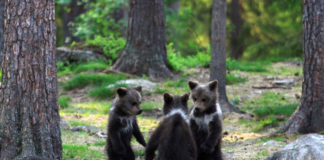 dancing bears