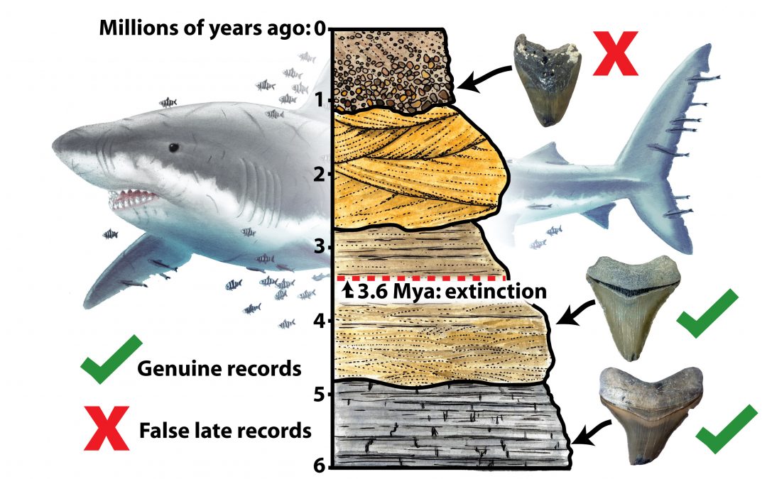 Scientists Say Great White Sharks Drove Megalodon to Extinction