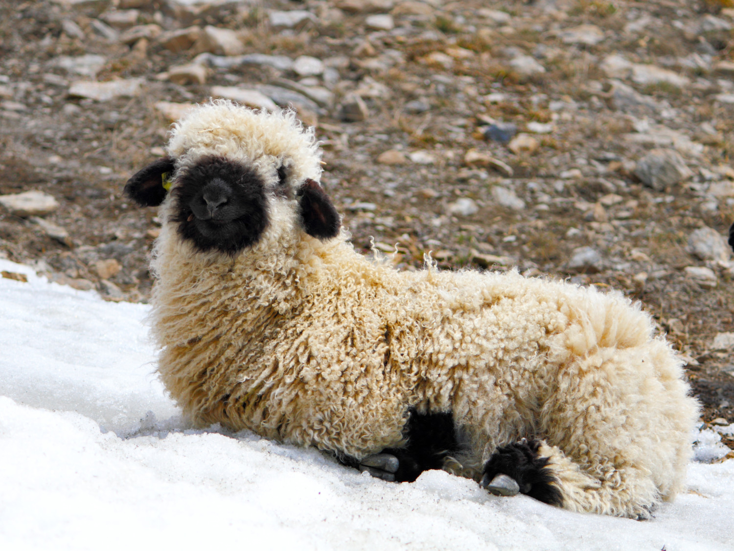 Valais Blacknose sheep