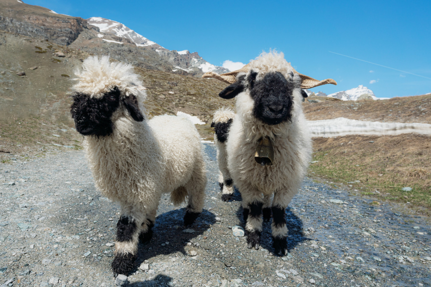 Valais Blacknose sheep