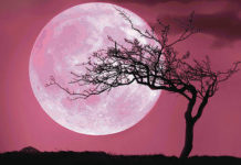 Pink Moon