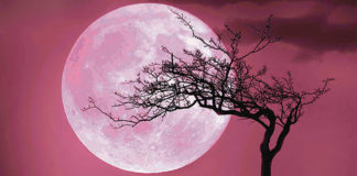 Pink Moon