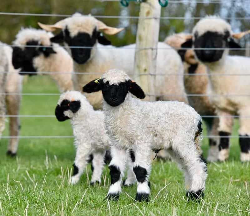 Valais Blacknose sheep