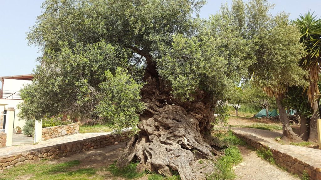 Image showing the view of the Olive Tree of Vouves