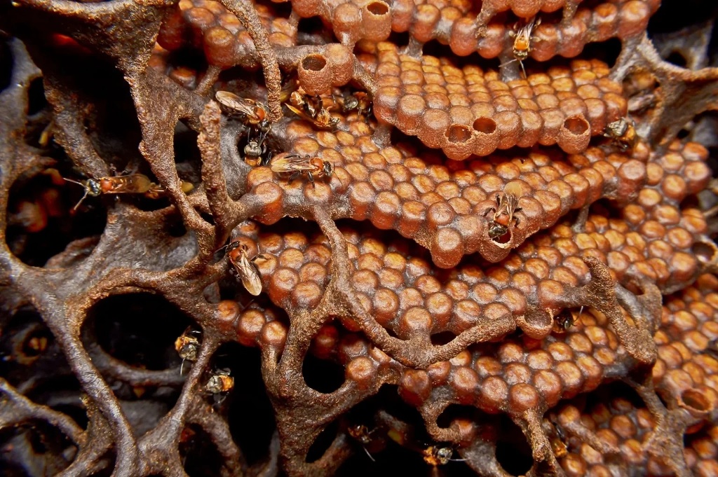 A closeup of the Trigona bee's nest