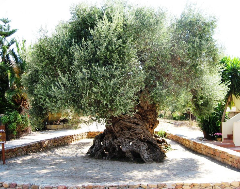 Image showing another angle of the 3000 year old olive tree