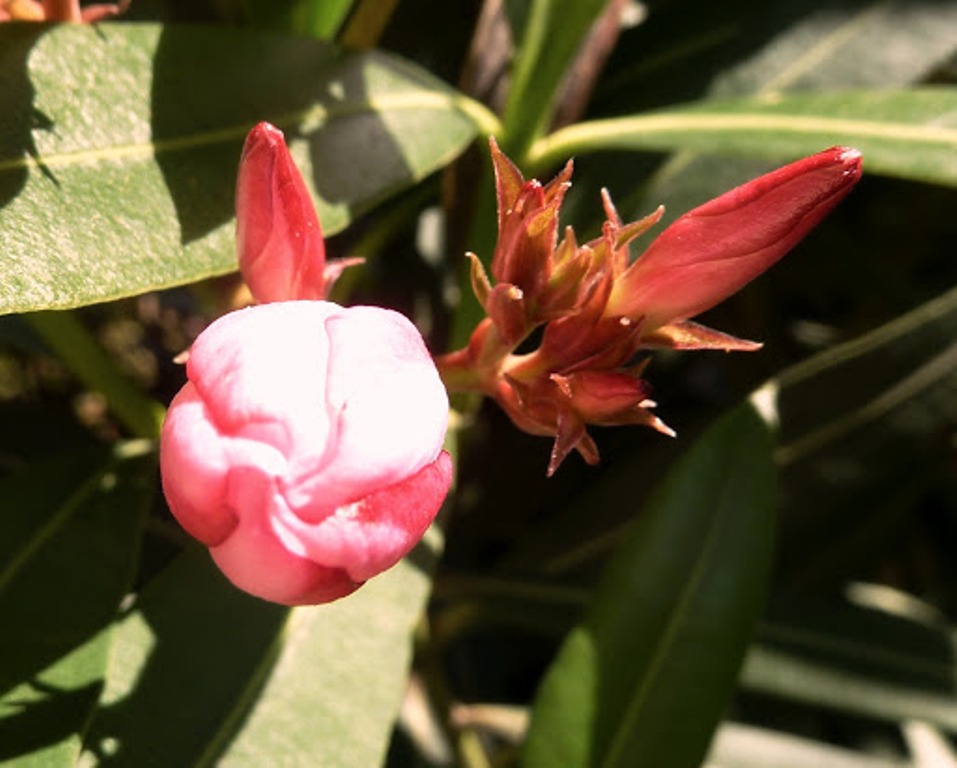 The Oleander upclose