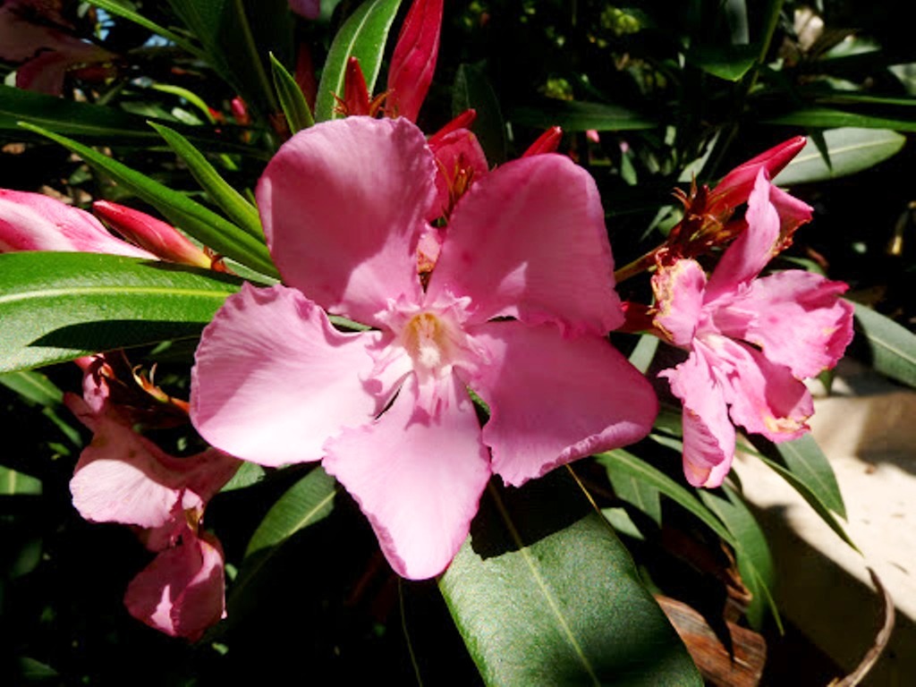 The Oleander upclose