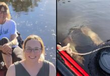 Kayakers’ Close Encounter with a Giant Snapping Turtle in Minnesota’s Waters